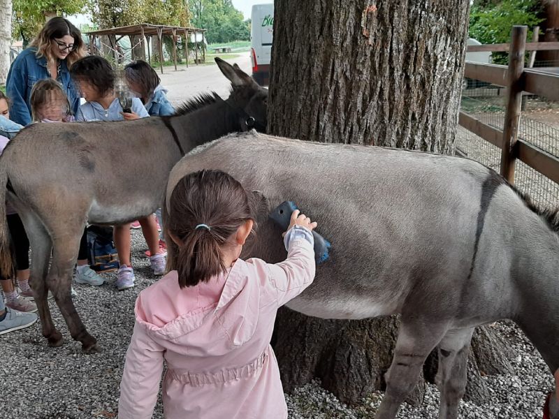 Laboratorio con gli asini Laboratorio con gli asini