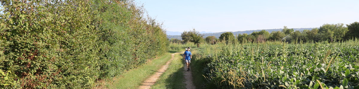 La campagna tra Falzè e Trevignano