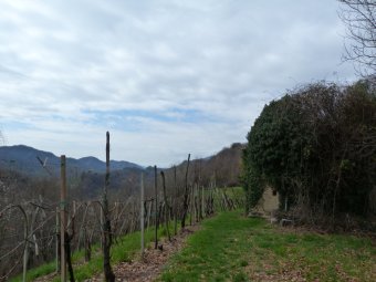 Rudere avvolto dal verde