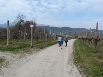 Tra i vigneti