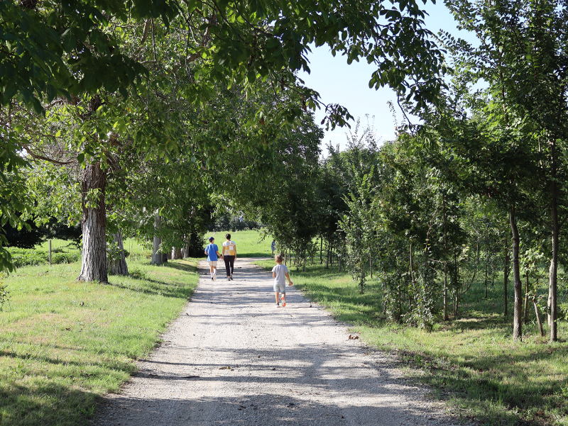 Alberi di noce