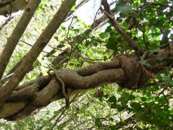 Alberi attorcigliati
