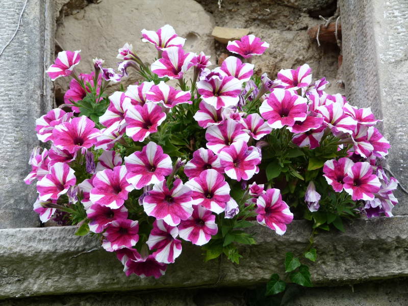 Fiori sui balconi