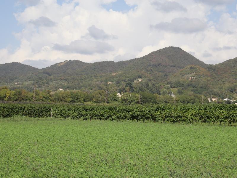 Panorami