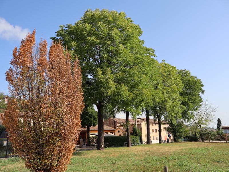 Verso