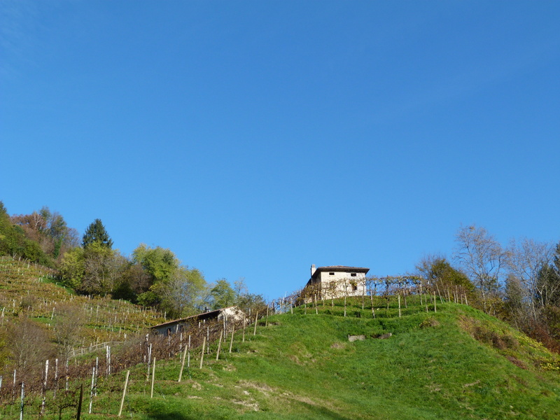 Colline vitate