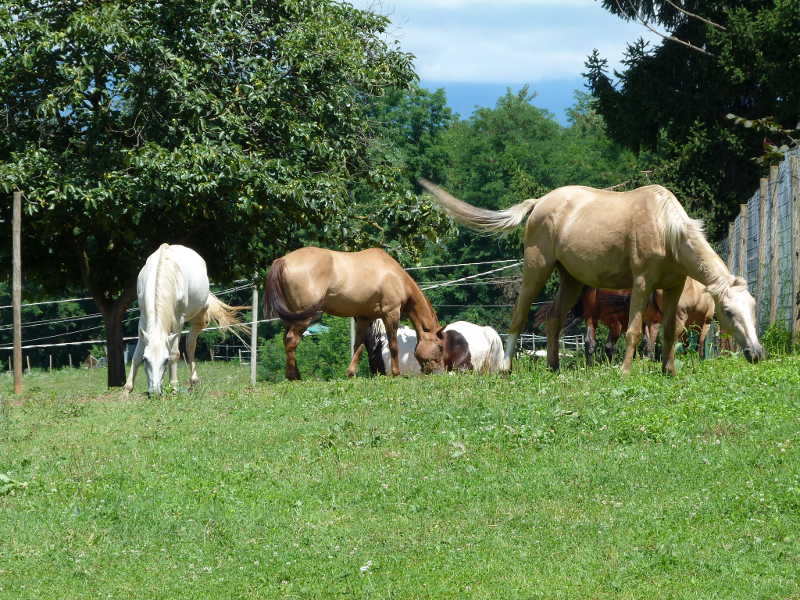 Maneggio sul Montello