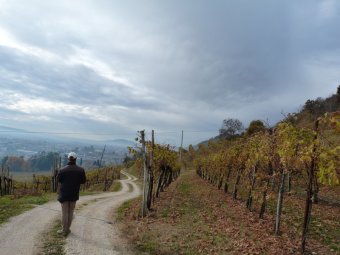 Tra i vigneti
