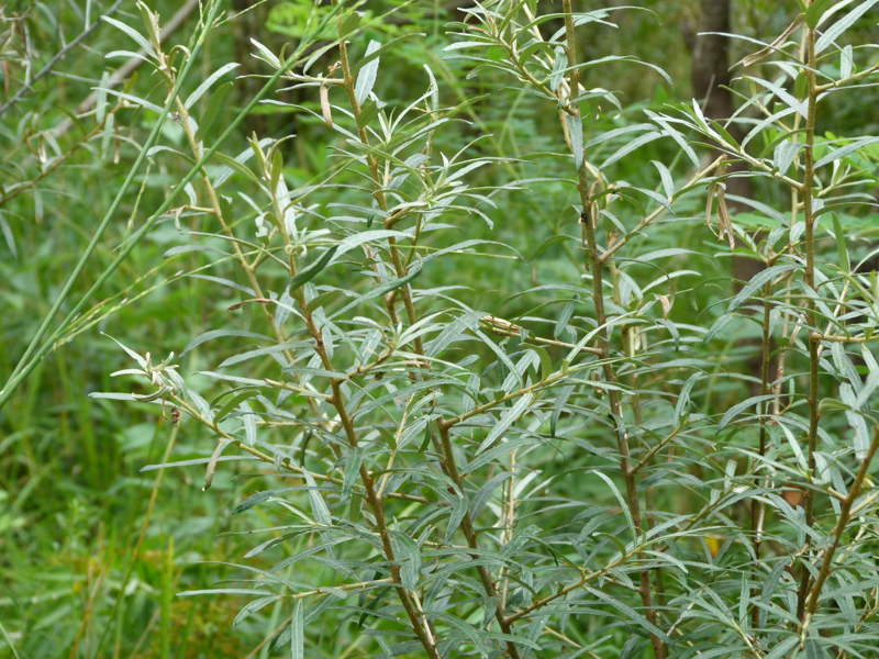 Radura dell'Olivello Spinoso