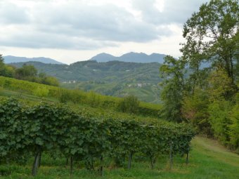 Panorami
