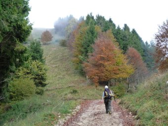 Ancora bosco d'autunno