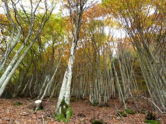 Il contrasto dei faggi