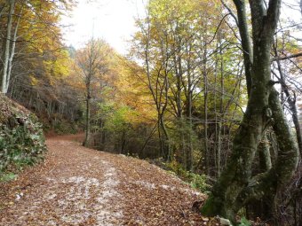 Camminare tra le foglie