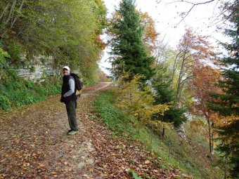 Il silenzio del bosco
