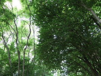 Il verde del bosco