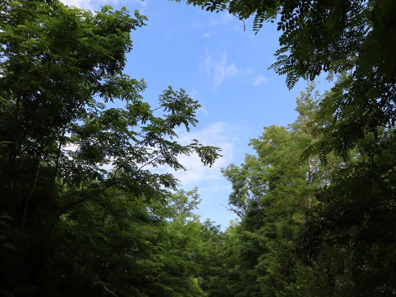 Il verde del bosco del Montello