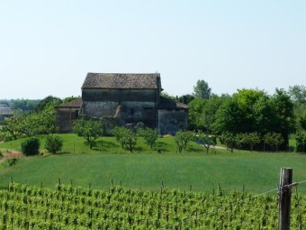 Casa colonica e vigneto