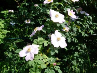 Rosa in fiore
