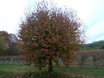Alberi della Brentella
