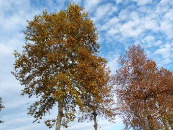 Colori d'autunno lungo la Schiavonesca