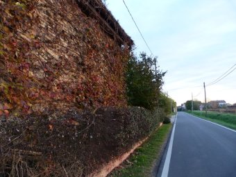 L'edera avvolge una casa