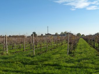 Vigneti
